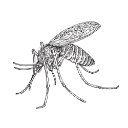 mosquito